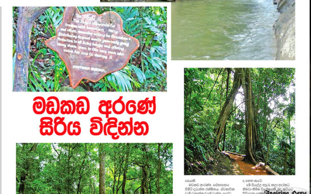 මඩකඩ අරණේ සිරිය විඳින්න