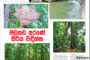 මඩකඩ අරණේ සිරිය විඳින්න